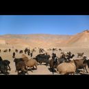Central Afghan 23