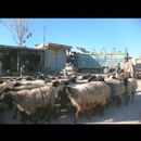 Jalalabad 2