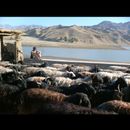 Jalalabad 4