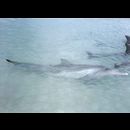 Monkey Mia dolphins