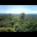 SW forests 2