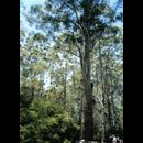 SW Gloucester tree 1