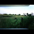 Moremi lions