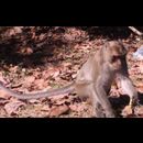 Cambodia Preah Pithu 18