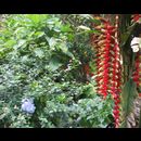 Colombia Sanagustin Horses 23