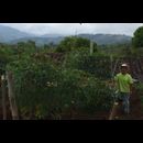 Colombia Sanagustin Horses 24