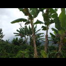 Colombia Sanagustin Horses 26