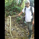 Colombia Snakes 1