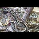 Colombia Snakes 2