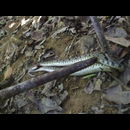 Colombia Snakes 3