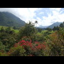 Colombia Valle Cocora 11