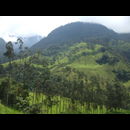 Colombia Valle Cocora 12