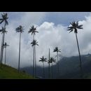 Colombia Valle Cocora 1