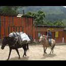 Colombia Valle Cocora 4