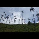Colombia Valle Cocora 8