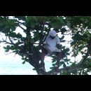 Cr Carib 4