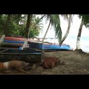 Cr Carib 7