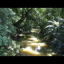 Cr Carib 9