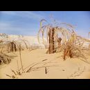 Sahara Dhakla 5
