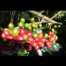 Elsv Coffee 1