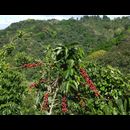 Elsv Coffee 2