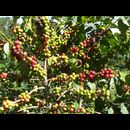 Elsv Coffee 3