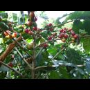 Elsv Coffee 4