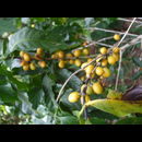 Elsv Coffee 6