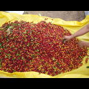 Elsv Coffee 7