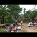Elsv Coffee Picking 10