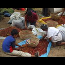 Elsv Coffee Picking 11