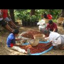 Elsv Coffee Picking 12