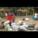 Elsv Coffee Picking 15