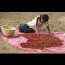 Elsv Coffee Picking 1