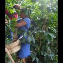 Elsv Coffee Picking 2