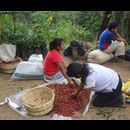 Elsv Coffee Picking 3