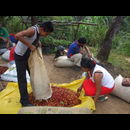 Elsv Coffee Picking 4