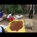 Elsv Coffee Picking 5