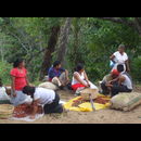 Elsv Coffee Picking 6