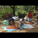 Elsv Coffee Picking 7