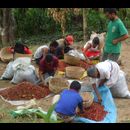 Elsv Coffee Picking 8