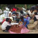 Elsv Coffee Picking 9