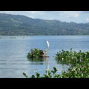 Elsv Lake Suchitoto 8