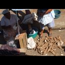Elsv Markets 19