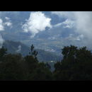 Elsv Rainforest 11