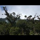 Elsv Rainforest 12