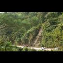 Elsv Rainforest 14