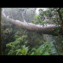 Elsv Rainforest 5