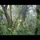 Elsv Rainforest 6