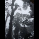Elsv Rainforest 7